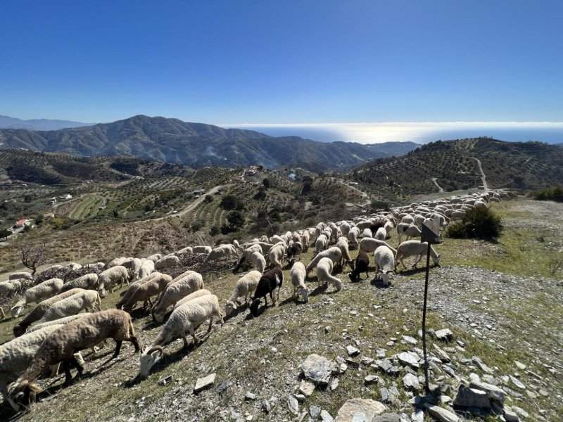 El Cerval: Pico Moscaril