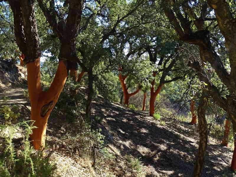 Polopos: Thousand-year-old Chestnut Tree · Hiking in the Costa Tropical