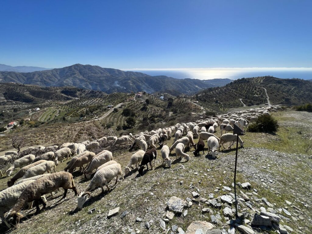 El Cerval: Pico Moscaril