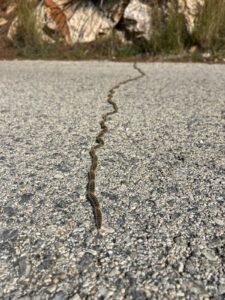Pine Processionary Caterpillars