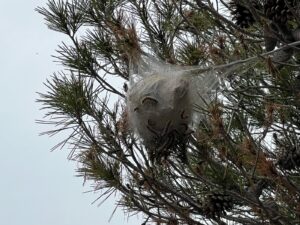 Pine Processionary Caterpillar Nest